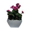 KALANCHOE - MENZEL