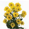 Tweety - Chrysanthemum
