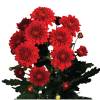 Urban - Chrysanthemum