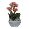 KALANCHOE - DISCODIP