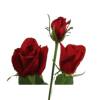 Roses - Grand Gala