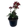 KALANCHOE - RUBIO