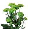 Froggy - Chrysanthemum