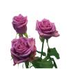 Roses - Cool Water