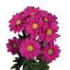 Talitha - Chrysanthemum