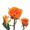 Roses - Radio