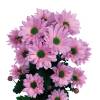 Katinka Pink - Chrysanthemum