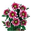 Handsome -  Chrysanthemum