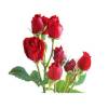 Roses - Tomango